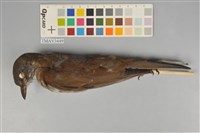 藏品(白腹鶇)的圖片